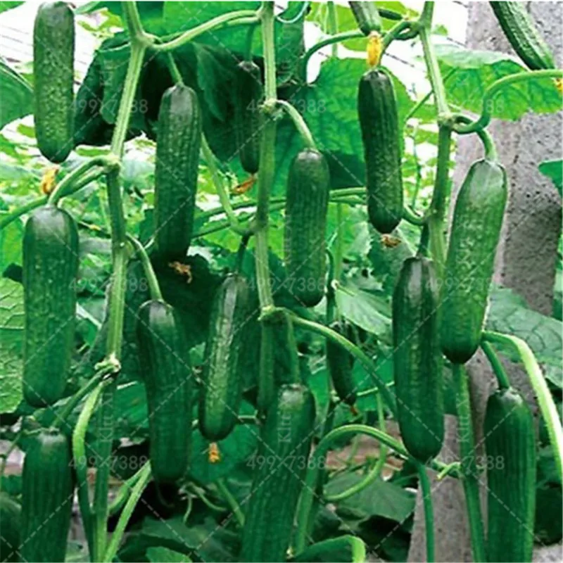 

Terrace Vegetable Autumn Melon Mixed Cucumber Bonsai Garden Vegetable Home Garden Planting Can Be Refreshing Fruit 100 Pcs