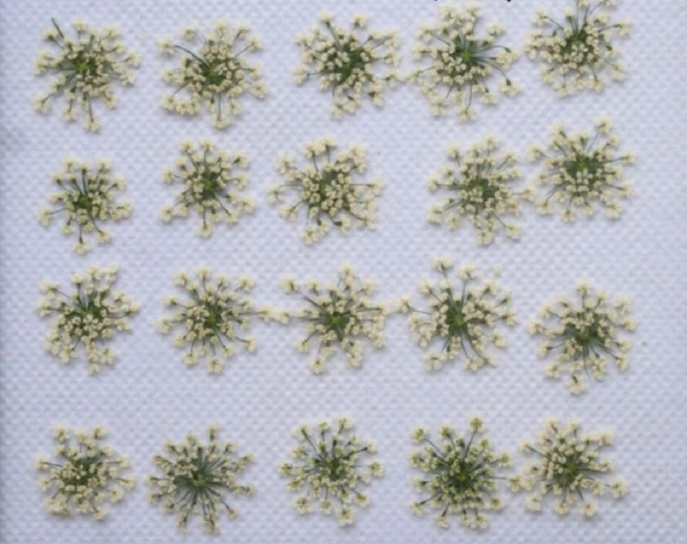 250 шт прессованный высушенный цветок Ammi Majus сухие растения для эпоксидной смолы кулон ожерелье Изготовление ювелирных изделий ремесло DIY аксессуары