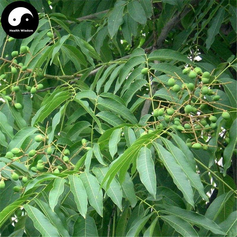 

Buy Sapindus Tree Semente 8pcs Plant Chinese Sapindus Mukurossi Gaertn Wu Huan Zi
