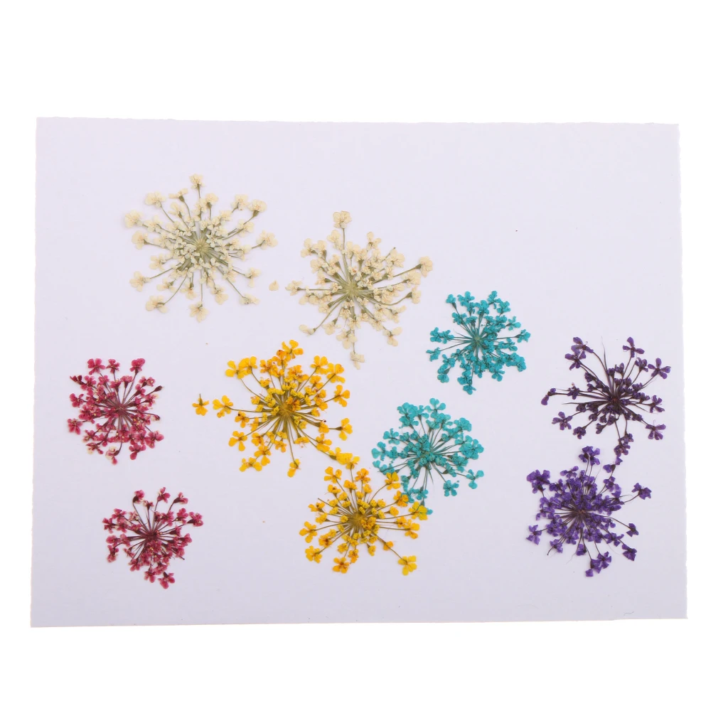 10pcs/Set Pressed Dried Ammi Majus Flower Dry Plants for Resin Jewelry Necklace Pendant Homemade Crafts DIY
