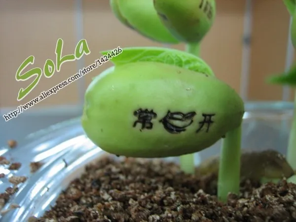 5x Magic Bean Seeds 9 Types Viable Bonsai Plants Fun Message Gift in Home Garden 