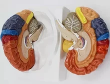 

1X Medical Science brain model Brain color model function zoning Cortex partition 20.5*17*15cm pvc free shipping