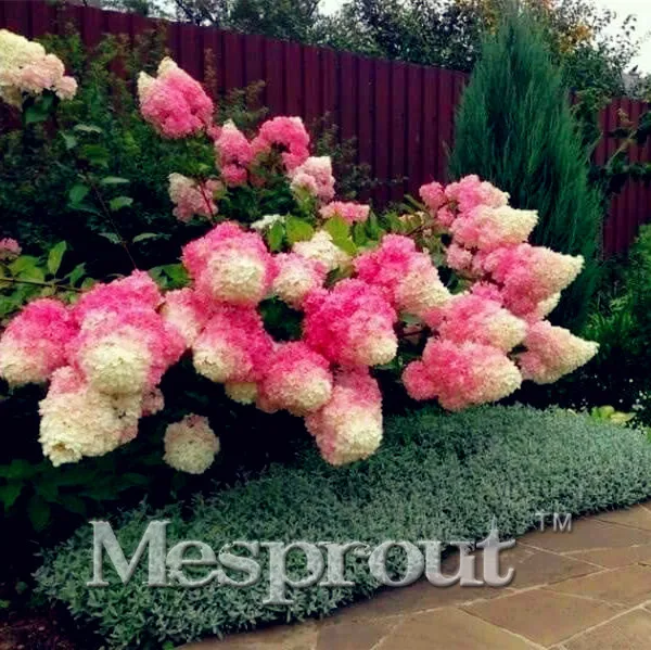 

20Pcs Hydrangea Bonsai Plants, Indoor Flowers, Potted Plants, All Kinds Of Colors, Easy To Plant Gardening Decoration.