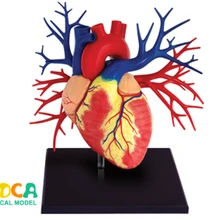 1:1 сердце 4d мастер-головоломка Сборка игрушки человеческого тела анатомическая модель для медиков обучающая модель