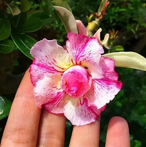

100% Real Color * Fresh Adenium Obesum semillas - Bonsai Desert Rose Flower Plant semillas sementes ( No. QA087 )