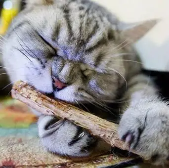 

Cat Cleaning Teeth Pure Natural Catnip Pet Cat toy Molar Toothpaste Stick A003