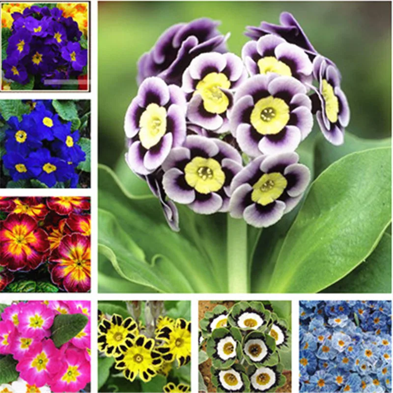 Evening Primrose 100 PCS Malacoides Bonsai Flower  Home Garden Supples Plants 