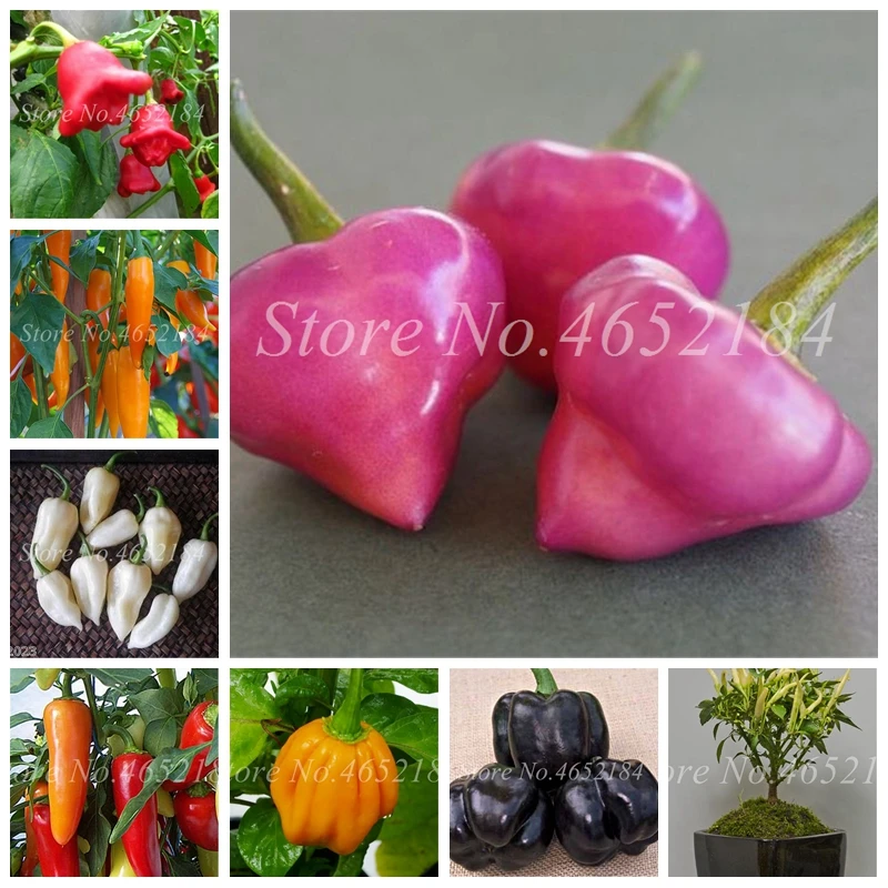 

300 Pcs Giant Mixed Pepper Bonsai Four Seasons Spicy Healthy Vegetable Potted Plant for Home Garden Flower Pot Easy Growth