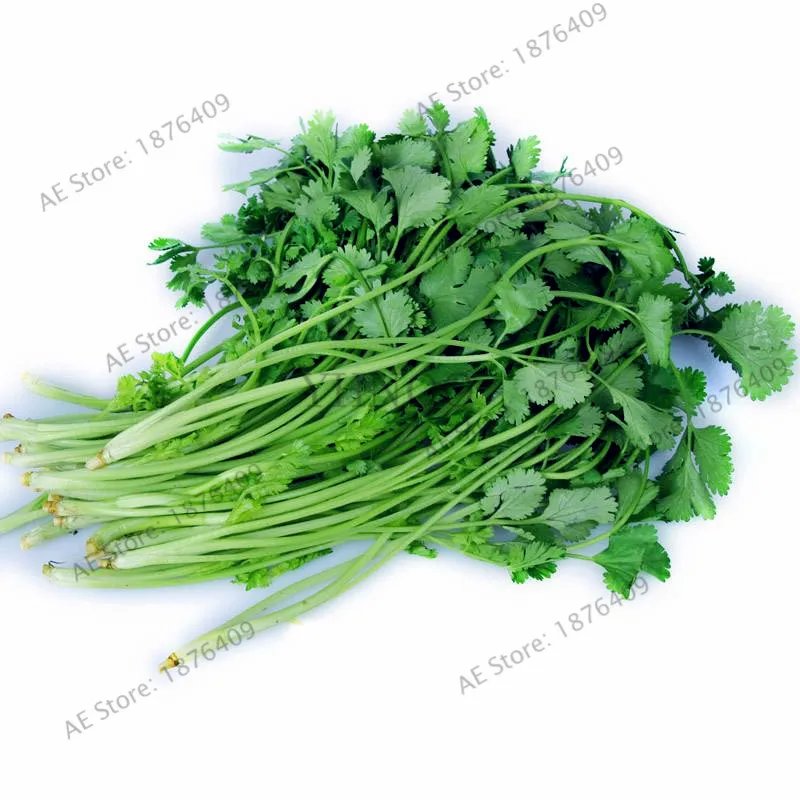 

30pcs/bag Coriander bonsai Food Cooking Vegetable Ornamental For Garden Plant Eesy To Growing