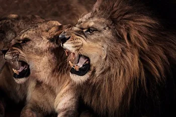 

DIY Diamond Painting Needlework Flowers Full round Drill Mosaic Diamond embroidery Wolf Pattern Decoration Painting Icon