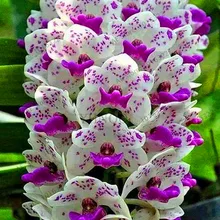 Большая распродажа! 100 шт цимбидиевая Орхидея, редкий Цимбидиум Флорес, растения бонсай цветочные плантации, 18 цветов на выбор, растения для домашнего сада