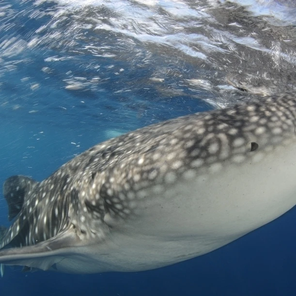 Whale Shark feeding under fishing platform  West Papua Poster Print (36 x 22)