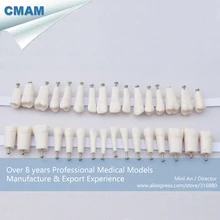 CMAM-DH407 Tooth Anatomy Model Permanent Teeth With Straight Roots