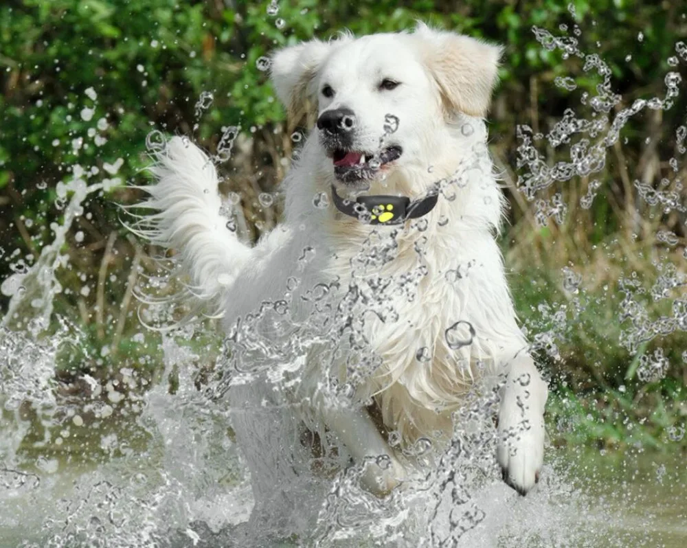 dog gps