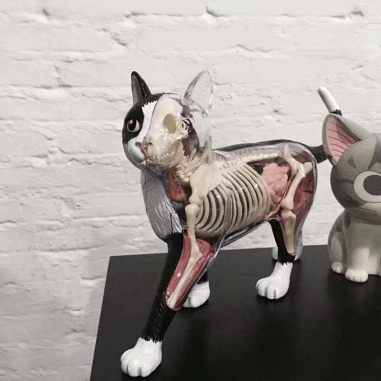 3d Сборная модель анатомии кошки эудракционная игрушка 28 частей | Канцтовары для