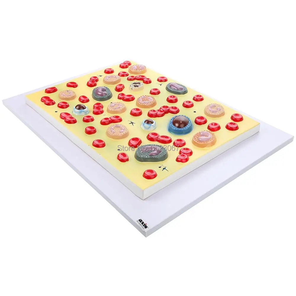 81ILsC9FLUL._SL1500_