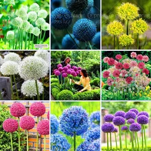 100 Purple Giant Allium Giganteum Beautiful Flower Seeds Garden Plant the budding rate 95 rare flower