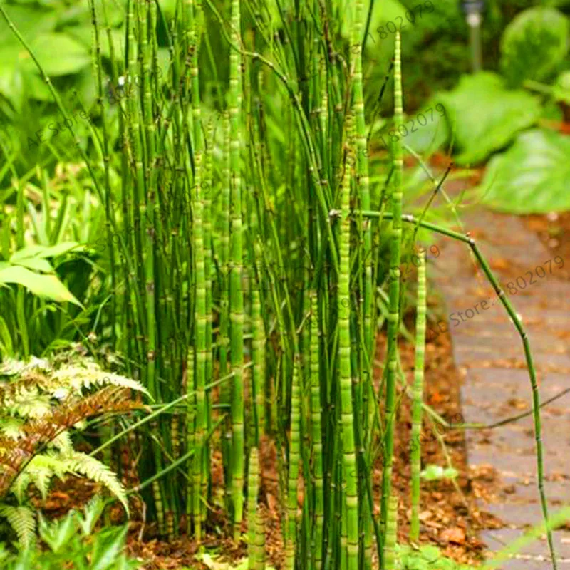 60 шт. свежие бамбук moso растения росток 99% Bambu Bambusa Lako дерево Plantas DIY дома садовые украшения бонсай housip