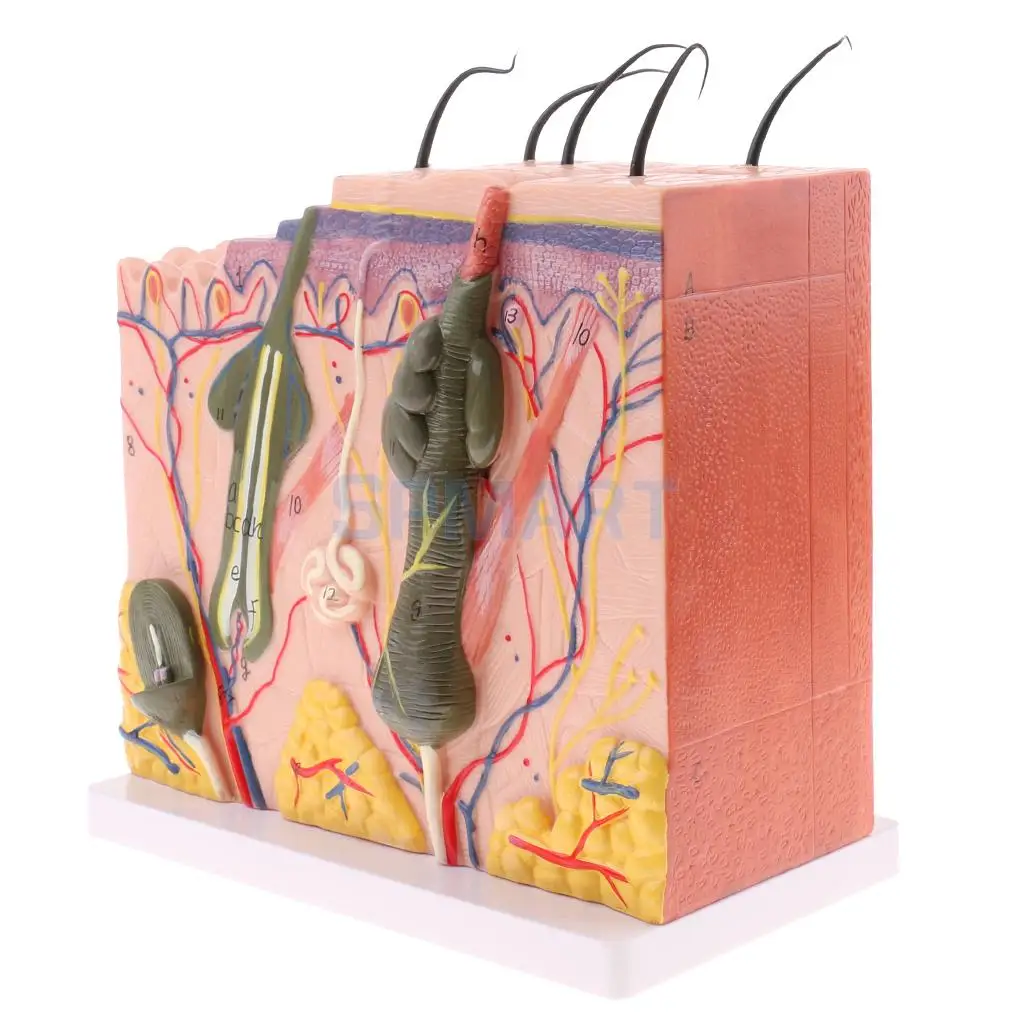 50X Enlarged Anatomical Human Skin Model Science Classroom Anatomy Study Display Teaching Aids Model For Student Teacher