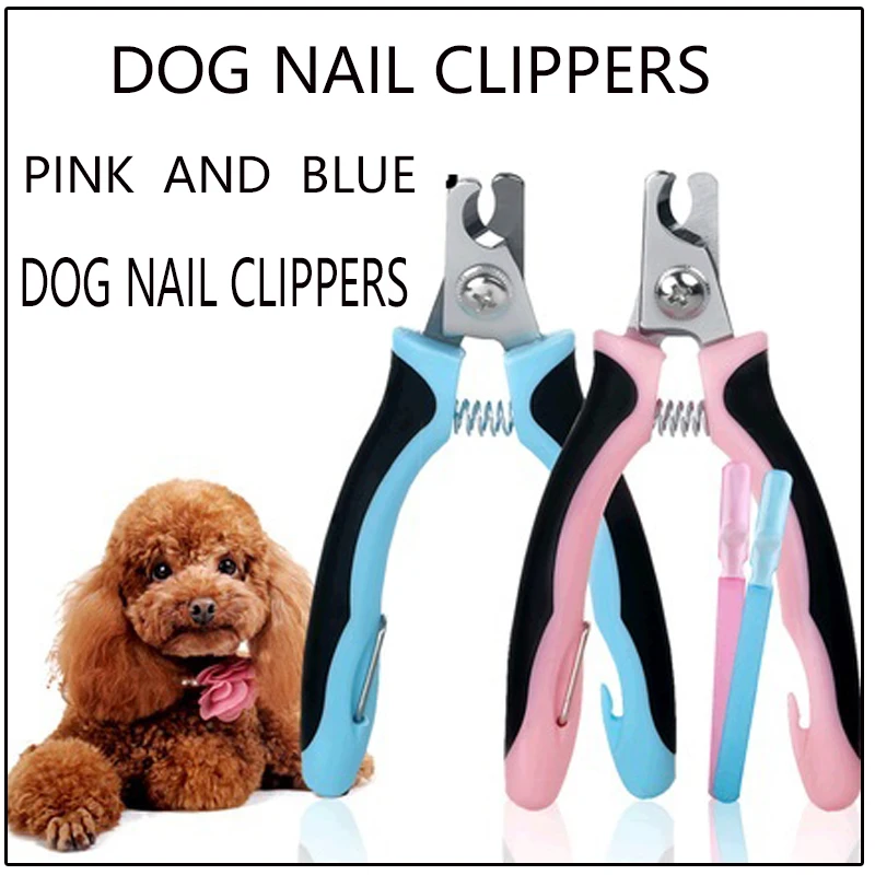Dog Grooming Barrington Ri Dog Grooming Barrington Ri