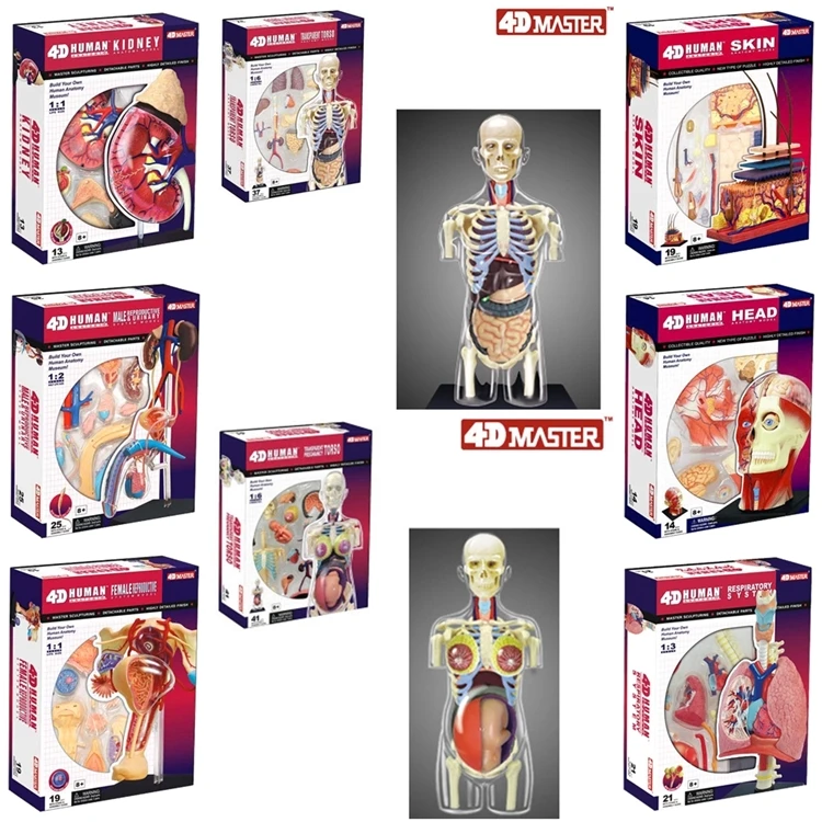 

JSXuan 4D Master Respiration System 1:3 odontologia Human in trauma Anatomy anatomical skull human anatomical model