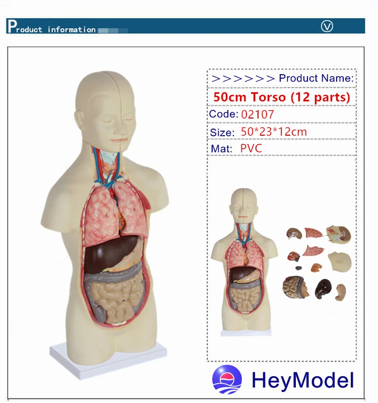 Heymodel 50 см торс Модель 12 шт