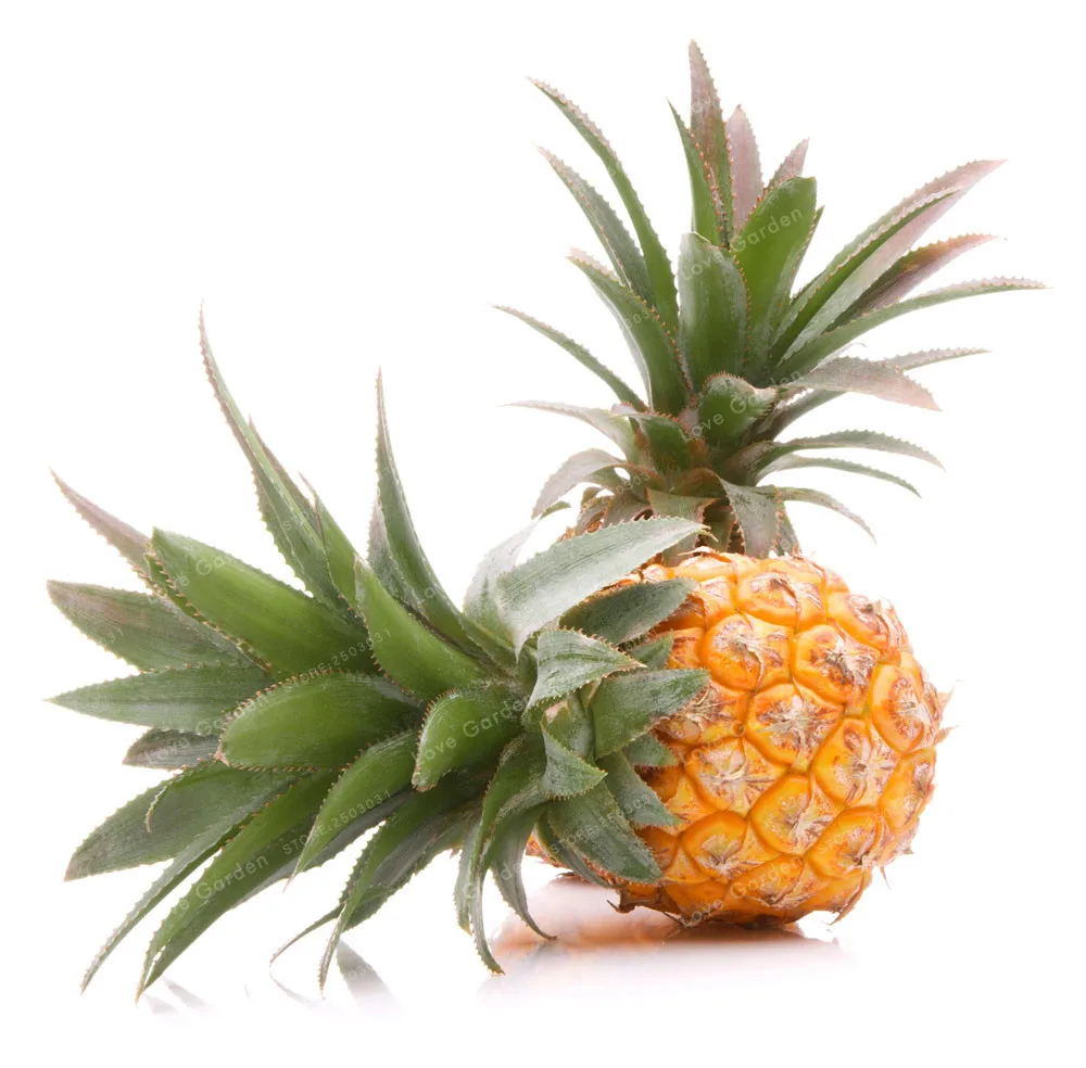 Evde büyüyen ananas Evde büyüyen ananas