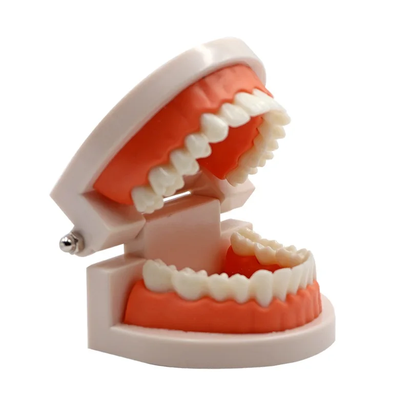 2шт Стоматологическая модель зубов, обучающая модель для взрослых, модель зубов для детей, для обучения, демонстрационная модель для обучения