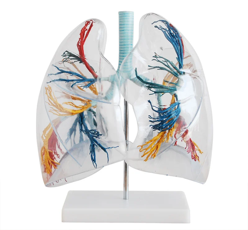 2x transparent lung segment model lung anatomy bronchial humana customer service