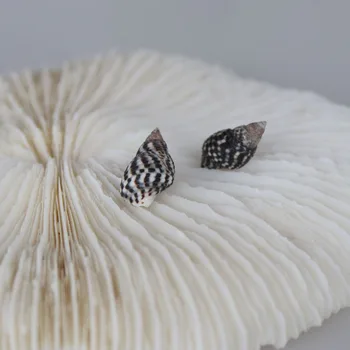 

Free Shipping(100pcs/lot)Sesame Conch Natural Shell&Conch Home Decoration Aquarium Landscaping DIY Material