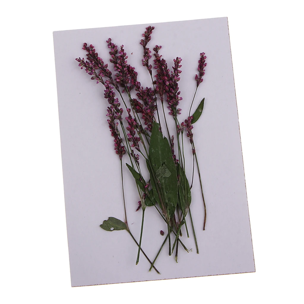 12Pcs Real Pressed Natural Dried Flowers DIY Art Craft Scrapbook Decorations