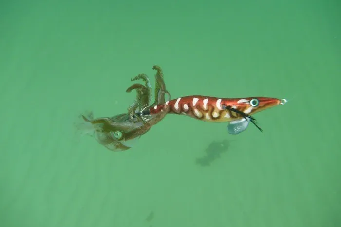 SQUID-1
