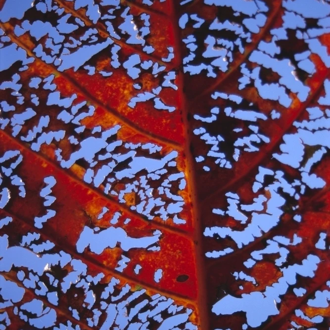 Extreme Close-Up Of A Desiccated Red Kamani Tree Leaf Poster Print (12 x 19)