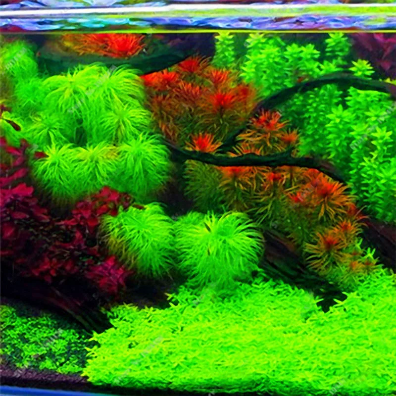 Семена аквариумных растений Egrow, 1000 шт., семена сосновых деревьев, семена рарас, растения, декоративные деревья для аквариума - Color: Green