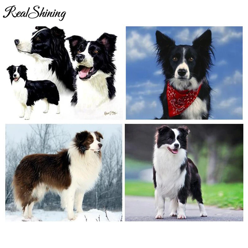

REALSHINING DIY Diamond Painting Pictures Paintings By Numbers,,Mosaic border collie 5D Diamond Embroidery Lovely Dog pet FS2763