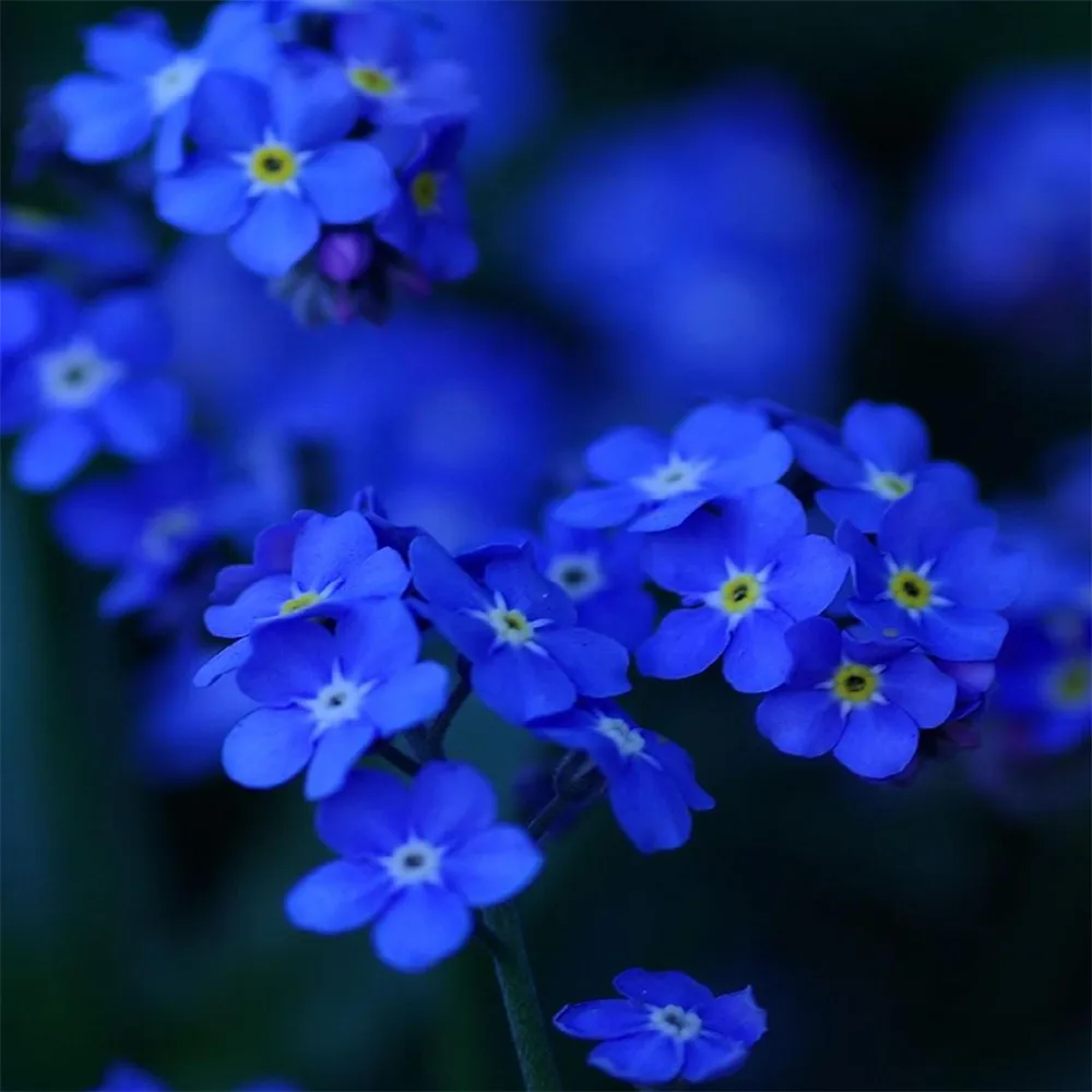 popular primrose blue-buy cheap primrose blue lots from china popular primrose blue-buy cheap primrose blue lots from china