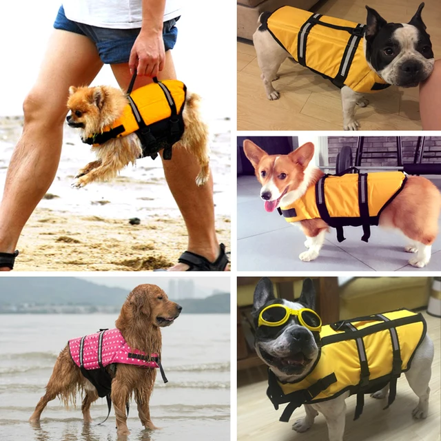 Buy Golden Retriever Labrador Small Big Dog Life