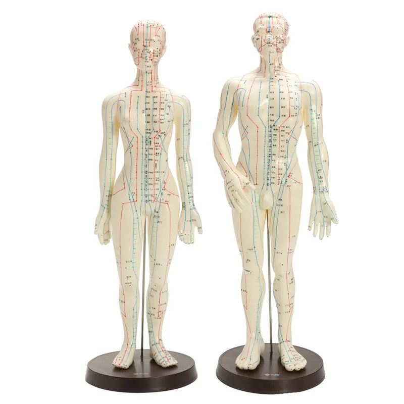 

Human Body Acupuncture Model Male Female Moxibustion Meridians Acupoint Points Model With Base Medical Education Appliances