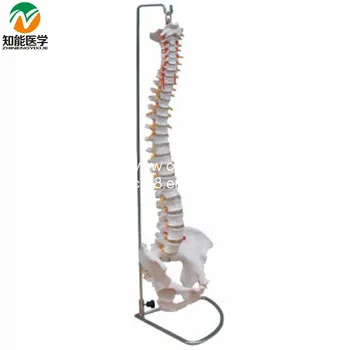 

Life-Size Vertebral Column Spine With Pelvis Model BIX-A1009 W051