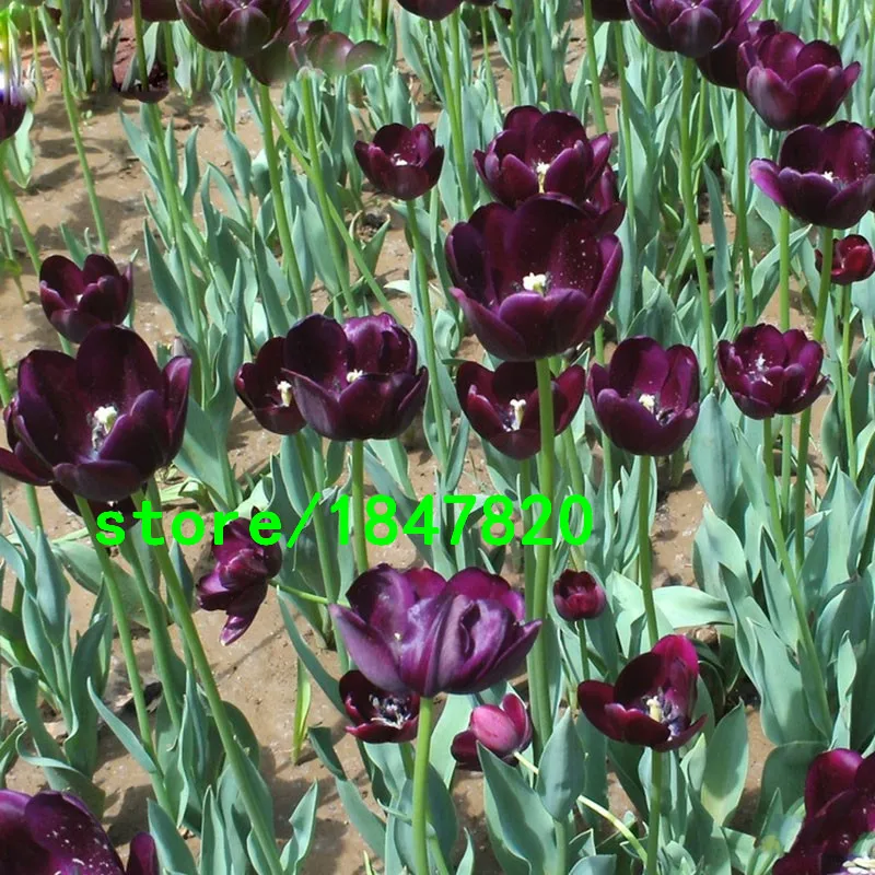 HTB1DAclJpXXXXbXXFXXq6xXFXXXj
