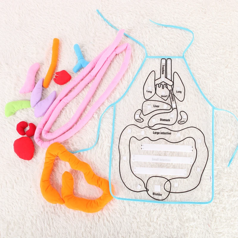 Детский анатомический фартук для человеческого тела, Дошкольное обучение, Обучающие, развивающие игрушки для детей