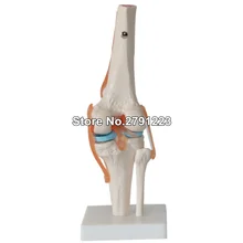 Человеческие коленные суставы анатомические модели скелет модель с сухожилия, сустав модель обучение медицине поставки