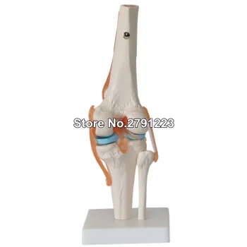 

Human Knee Joint Anatomy Models Skeleton Model with Ligaments Joint Model Medical Science Teaching Supplies
