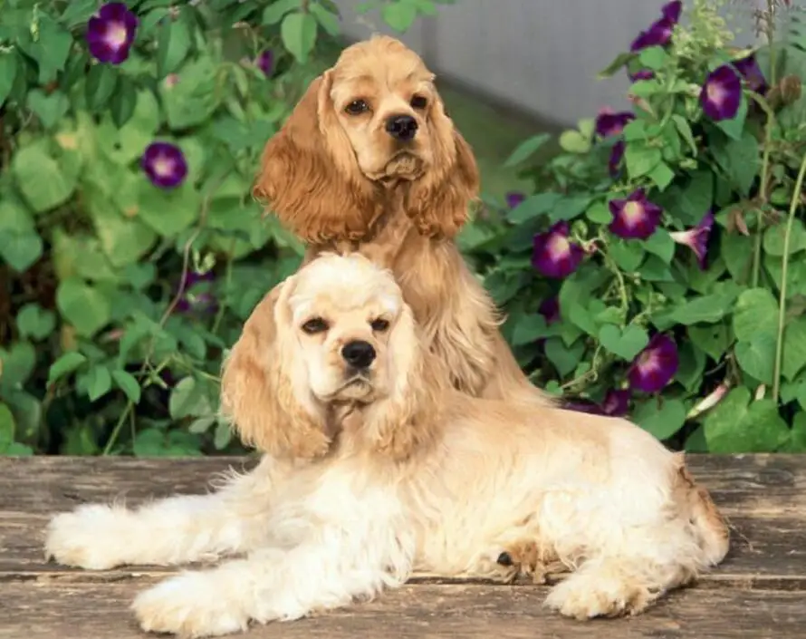 British cocker spaniel 8