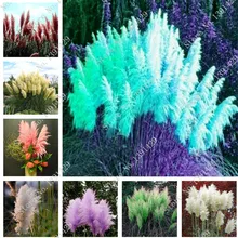 400 pcs beautiful purple flower seed Rare Pampas grass garden plant flower seeds flowers home and garden Free Shipping