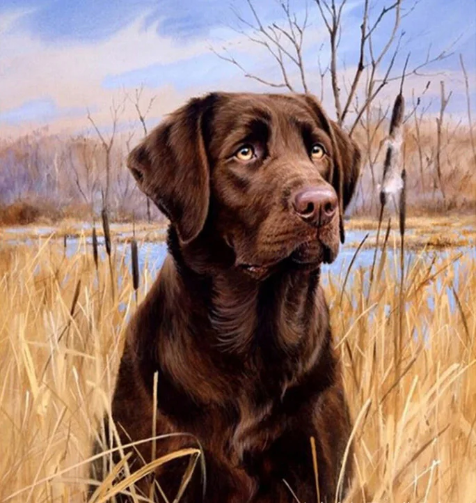 Broderie Diamant - Portrait d'un Labrador