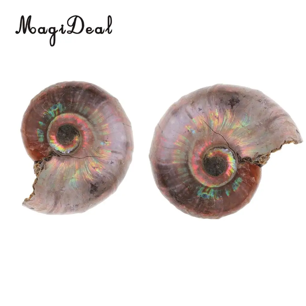 MagiDeal 2pcs Natural Ammonite Shell Gemstone for Pendant Necklace Jewelry Making