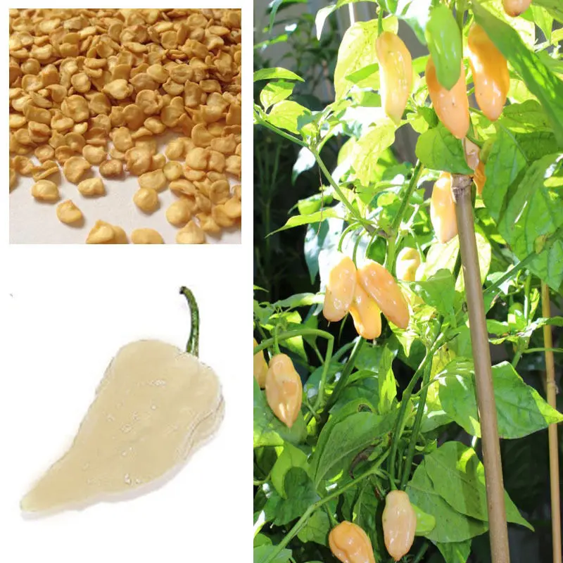 

100 piece Hot Chilli Pepper * White Bhut Jolokia * Ghost Chilli