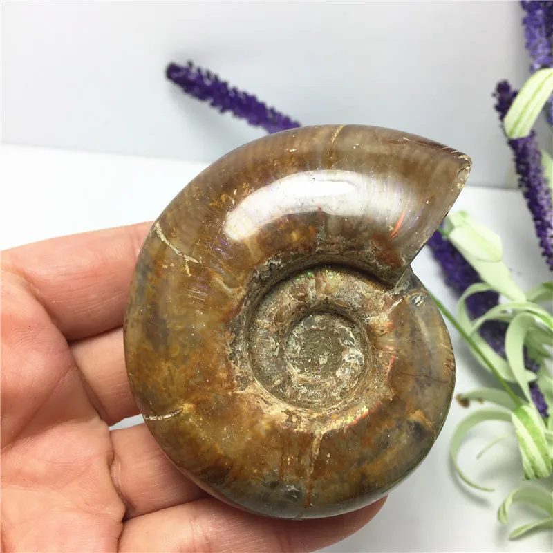 

Natural Rainbow Ammonite Fossil Specimen Ammolite Ocean Animal Snail Conch Madagascar Original Specimen Mineral