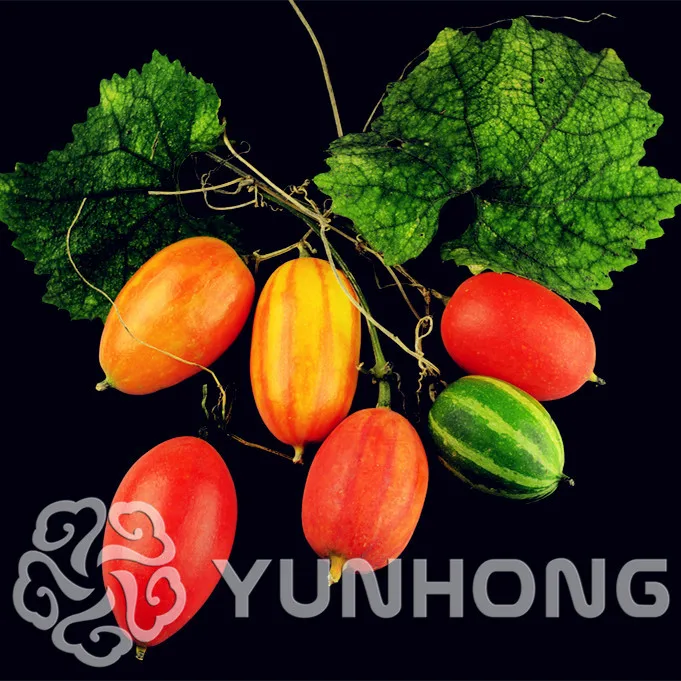 

DIY Home Garden Plant Trichosanthes kirilowii Snake Gourd Fruit plant 10PCS Bonsai Fruit Vegetables plant Free Shipping